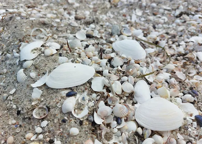 Wolna Koja 4* Władysławowo